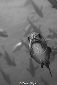 angry fish by Taner Atilgan 